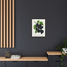 Snyder Blackberry lithograph from Botanical Specimen published by Rochester Lithographing