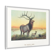 The Wapiti from Zoological sketches (1861-1867) by Joseph Wolf and Philip Lutley Sclater