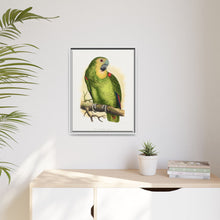 Blue-Fronted Amazon (Amazona aestiva) colored wood-engraved plate by Alexander Francis Lydon