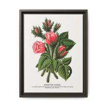 Pink roses, Crested Moss lithograph. Digitally enhanced from our own original 1900 edition plates of Botanical Specimen published by Rochester Lithographing - NOMADEN ART GALLERY