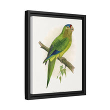 Petz's Conure (Aratinga canicularis) colored wood-engraved plate by Alexander Francis Lydon - NOMADEN ART GALLERY