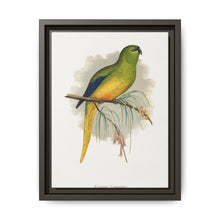 Elegant Parrakeet (Neophema elegans) colored wood-engraved plate by Alexander Francis Lydon - NOMADEN ART GALLERY