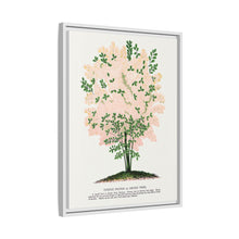 Purple Fringe tree lithograph. Digitally enhanced from our own original 1900 edition plates of Botanical Specimen published by Rochester Lithographing