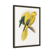Golden or Queen Bavaria's Parrot (Guaruba guarouba) colored wood-engraved plate by Alexander Francis Lydon.