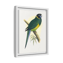 Bauer's Parrakeet (Barnardius zonarius) colored wood-engraved plate by Alexander Francis Lydon.
