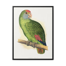 Dufresne's Amazon (Amazona dufresniana) colored wood-engraved plate by Alexander Francis Lydon - NOMADEN ART GALLERY