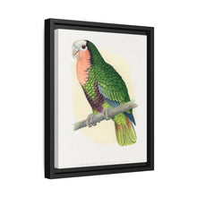 Red-Throated White-Fronted Amazon (Amazona leucocephala) colored wood-engraved plate by Alexander Francis Lydon. - NOMADEN ART GALLERY