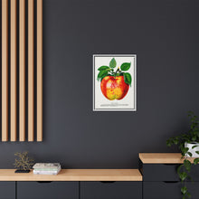 Wolf River Apple Lithograph | Vintage Botanical Wall Art Print