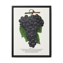 Early Ohio grape lithograph. Digitally enhanced from our own original 1900 edition plates of Botanical Specimen published by Rochester Lithographing - NOMADEN ART GALLERY