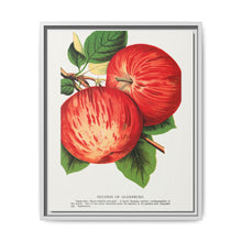 Duchess of Oldenburg apples lithograph from Botanical Specimen published by Rochester Lithographing - NOMADEN ART GALLERY