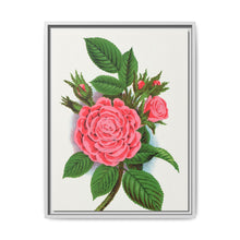 Pink rose, Salet Moss lithograph. Digitally enhanced from our own original 1900 edition plates of Botanical Specimen published by Rochester Lithographing - NOMADEN ART GALLERY