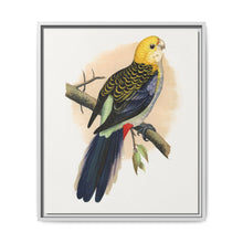 Pale-Headed or Mealy Rosella (Platycercus adscitus) colored wood-engraved plate by Alexander Francis Lydon. - NOMADEN ART GALLERY