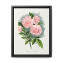 Pink rose, Clothilde Soupert lithograph. Digitally enhanced from our own original 1900 edition plates of Botanical Specimen published by Rochester Lithographing - NOMADEN ART GALLERY