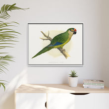 Golden-Crowned Conure (Aratinga auricapillus) colored wood-engraved plate by Alexander Francis Lydon