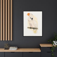 Great Salmon-Crested Cockatoo (CACATUA MOLUCCENSIS) colored wood-engraved plate by Alexander Francis Lydon.
