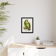 Blue-Fronted Amazon (Amazona aestiva) colored wood-engraved plate by Alexander Francis Lydon