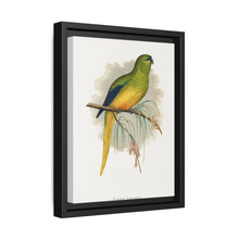 Elegant Parrakeet (Neophema elegans) colored wood-engraved plate by Alexander Francis Lydon - NOMADEN ART GALLERY
