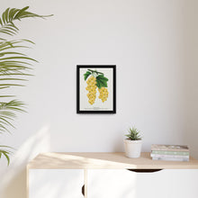 White grape lithograph. Digitally enhanced from our own original 1900 edition plates of Botanical Specimen published by Rochester Lithographing - NOMADEN ART GALLERY