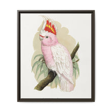Leadbeater's Cockatoo (Lophochroa leadbeateri) colored wood-engraved plate by Alexander Francis Lydon - NOMADEN ART GALLERY