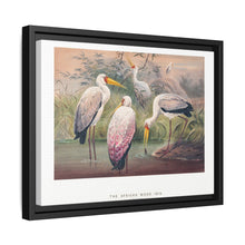 The African Wood Ibis from Zoological sketches (1861-1867) by Joseph Wolf and Philip Lutley Sclater