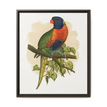 Blue Mountain Lory (Trichoglossus moluccanus) colored wood-engraved plate by Alexander Francis Lydon. - NOMADEN ART GALLERY