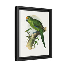 Golden-Crowned Parrakeet (Cyanoramphus auriceps) colored wood-engraved plate by Alexander Francis Lydon - NOMADEN ART GALLERY
