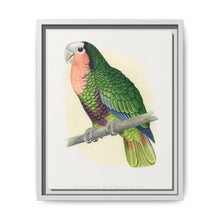 Red-Throated White-Fronted Amazon (Amazona leucocephala) colored wood-engraved plate by Alexander Francis Lydon. - NOMADEN ART GALLERY