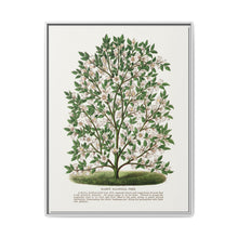 Hardy Magnolia tree lithograph. Digitally enhanced from our own original 1900 edition plates of Botanical Specimen published by Rochester Lithographing - NOMADEN ART GALLERY