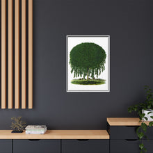 Kilmarnock Weeping Willow tree lithograph. Digitally enhanced from our own original 1900 edition plates of Botanical Specimen published by Rochester Lithographing