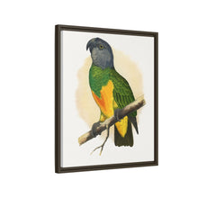 Senegal Parrot (Poicephalus senegalus) colored wood-engraved plate by Alexander Francis Lydon.
