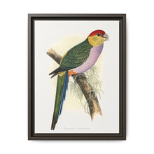 Pileated Parrakeet (Pionopsitta pileata) colored wood-engraved plate by Alexander Francis Lydon. - NOMADEN ART GALLERY