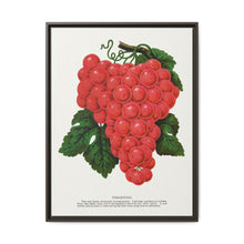 Vergennes grape lithograph. Digitally enhanced from our own original 1900 edition plates of Botanical Specimen published by Rochester Lithographing - NOMADEN ART GALLERY