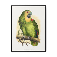 Blue-Fronted Amazon (Amazona aestiva) colored wood-engraved plate by Alexander Francis Lydon - NOMADEN ART GALLERY