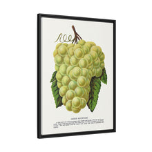 Green Mountain grape lithograph. Digitally enhanced from our own original 1900 edition plates of Botanical Specimen published by Rochester Lithographing