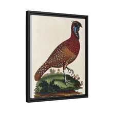A horned Indian pheasant standing on the grass by J. Pass after J. E. Ihle.