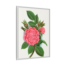 Pink rose, Salet Moss lithograph. Digitally enhanced from our own original 1900 edition plates of Botanical Specimen published by Rochester Lithographing