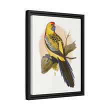Lydon's Yellow-Rumped Parrakeet | Vintage Bird Wall Art Print