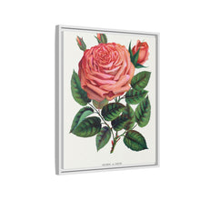 Pink rose, Glorie de Dijon lithograph. Digitally enhanced from our own original 1900 edition plates of Botanical Specimen published by Rochester Lithographing