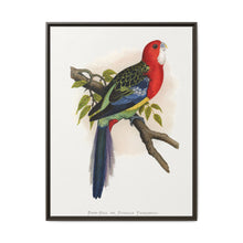 Rose-Hill or Rosella Parrakeet (Platycercus eximius) colored wood-engraved plate by Alexander Francis Lydon - NOMADEN ART GALLERY