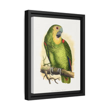 Blue-Fronted Amazon (Amazona aestiva) colored wood-engraved plate by Alexander Francis Lydon - NOMADEN ART GALLERY