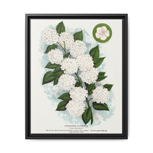 Japanese snowball flower lithograph. Digitally enhanced from our own original 1900 edition plates of Botanical Specimen published by Rochester Lithographing - NOMADEN ART GALLERY