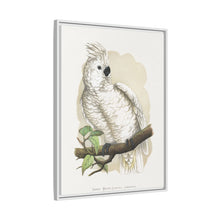 Placa xilográfica coloreada de la cacatúa de cresta blanca (Cacatua alba) de Alexander Francis Lydon