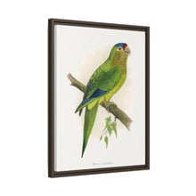Petz's Conure (Aratinga canicularis) colored wood-engraved plate by Alexander Francis Lydon