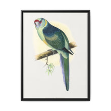 Barnard's Parrakeet (Barnardius barnardi) colored wood-engraved plate by Alexander Francis Lydon - NOMADEN ART GALLERY
