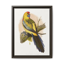 Yellow-Rumped Parrakeet (Platycercus elegans flaveolus) colored wood-engraved plate by Alexander Francis Lydon. - NOMADEN ART GALLERY