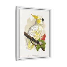 Kleiner Zitronenhaubenkakadu (Cacatua sulphurea) farbige Holzstichplatte von Alexander Francis Lydon