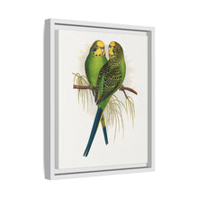 Budgerigar (Melopsittacus undulatus) colored wood-engraved plate by Alexander Francis Lydon