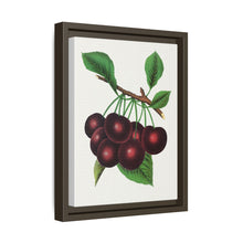Black Tartarian cherry lithograph. Digitally enhanced from our own original 1900 edition plates of Botanical Specimen published by Rochester Lithographing