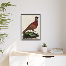 A horned Indian pheasant standing on the grass by J. Pass after J. E. Ihle.