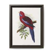 Pennant's Parrakeet (Platycercus elegans) colored wood-engraved plate by Alexander Francis Lydon - NOMADEN ART GALLERY